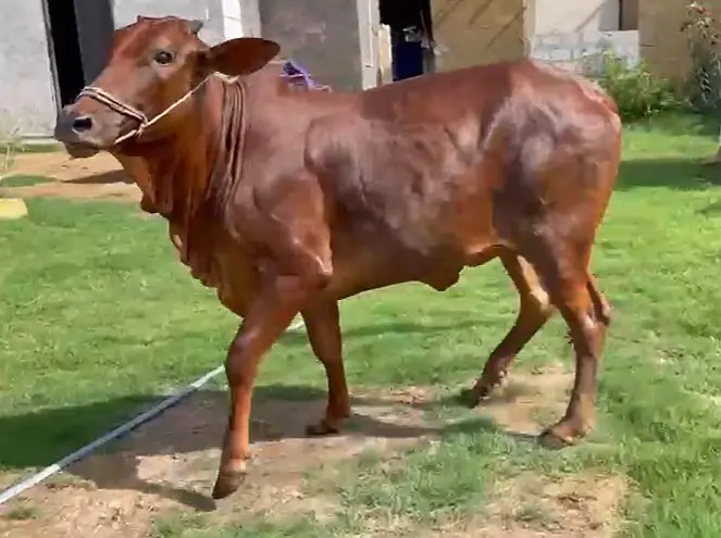 Bachiya / Desi Bull Available for Sale
