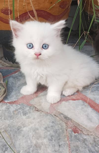 Looking for loving and caring family