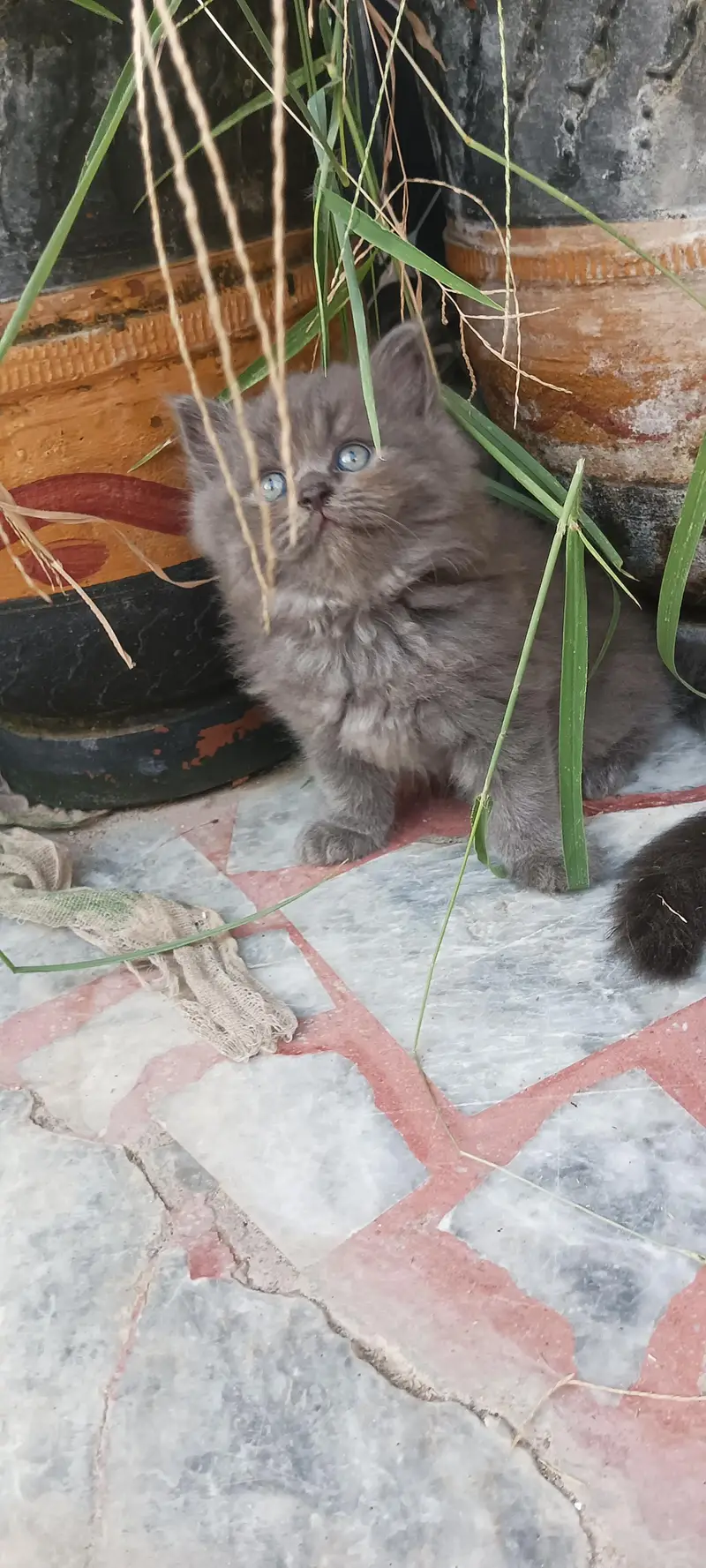 Looking for loving and caring family — photo 2
