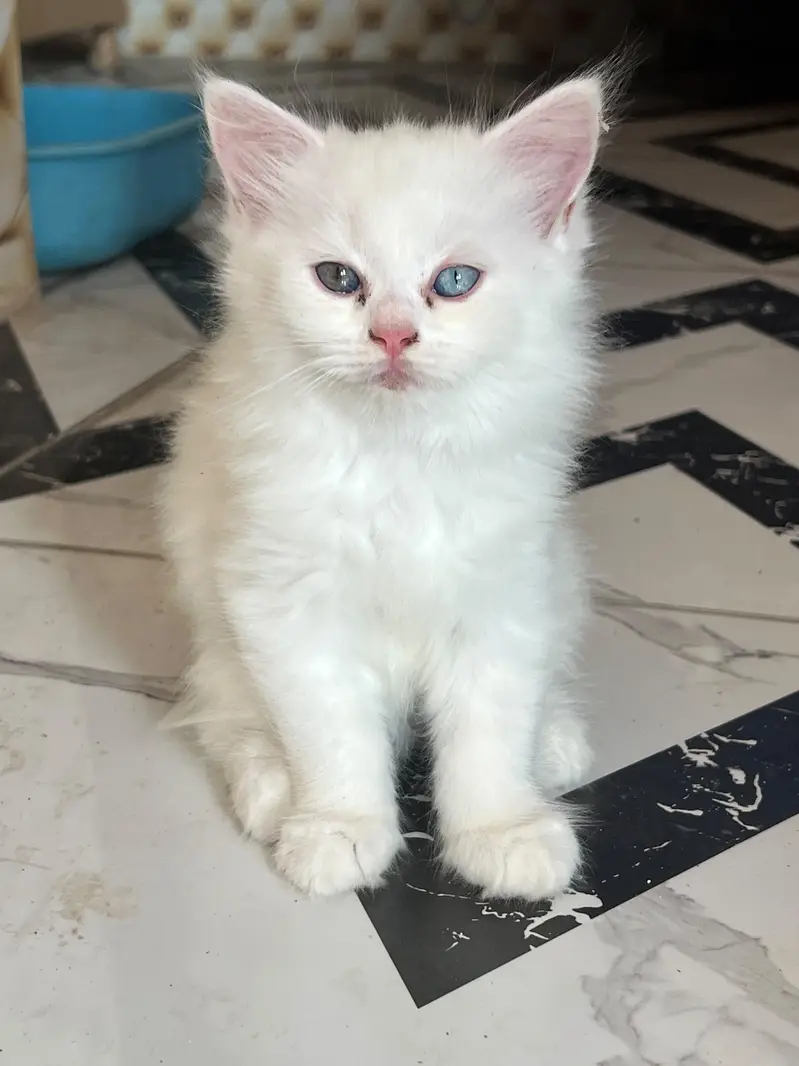 Looking for loving and caring family — photo 4