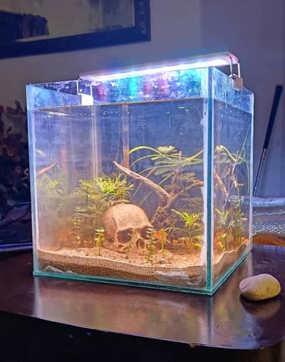 new planted aquarium with shrimp