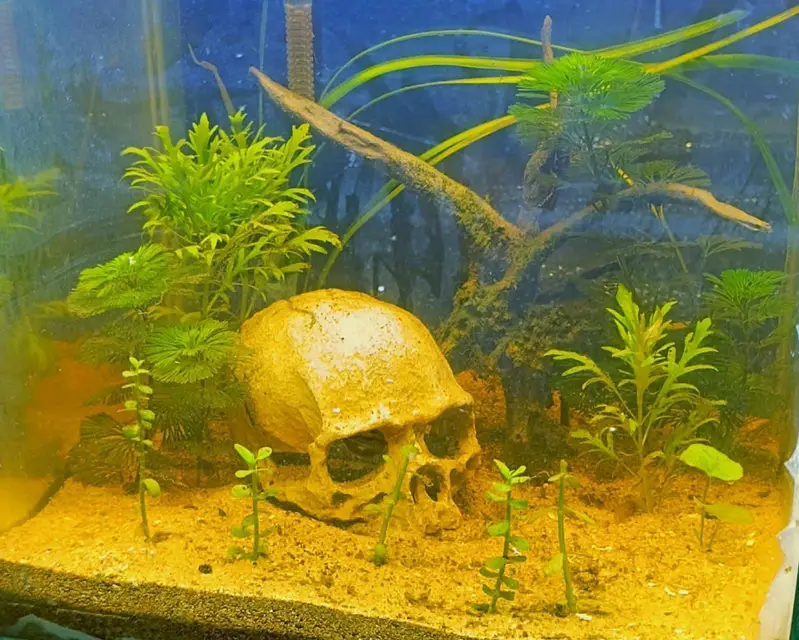 new planted aquarium with shrimp — photo 2