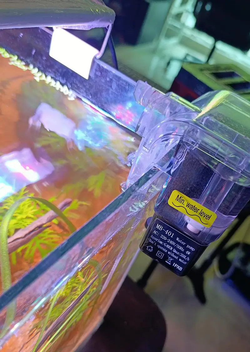 new planted aquarium with shrimp — photo 3