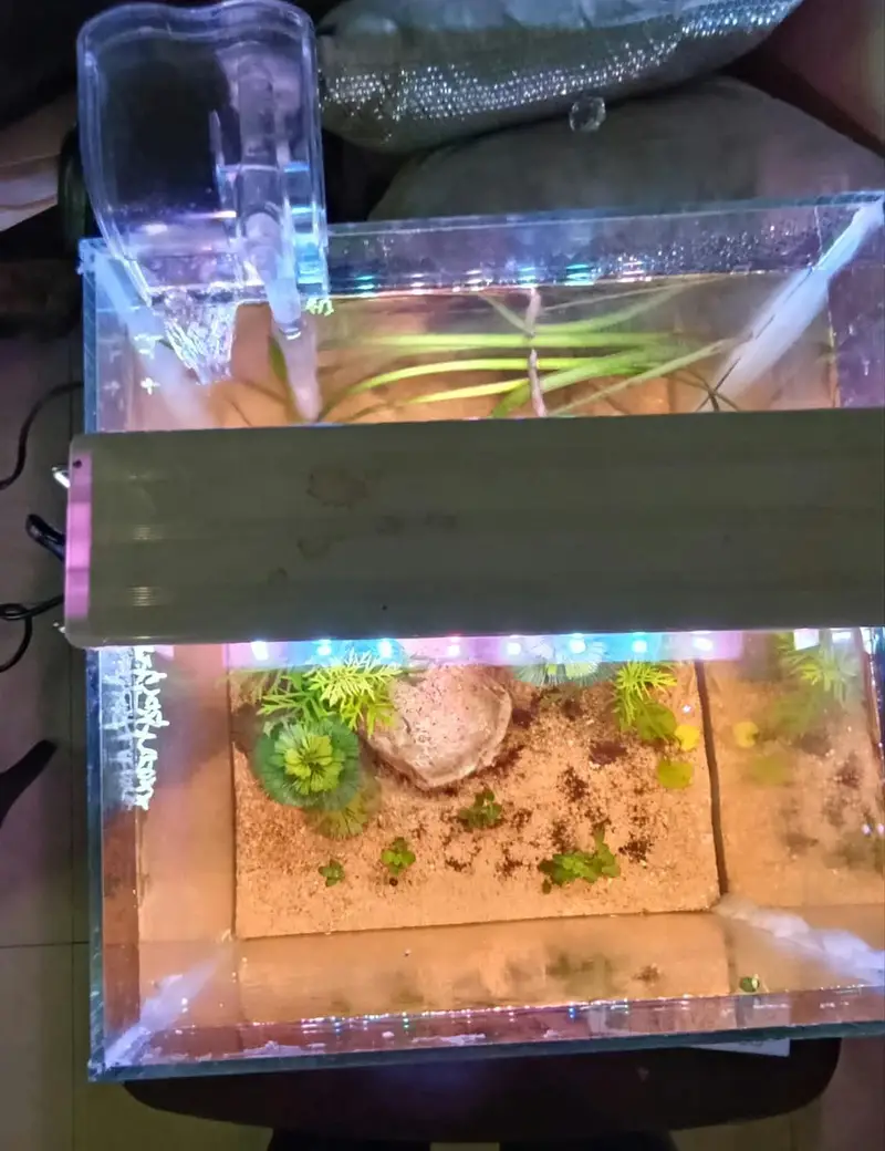 new planted aquarium with shrimp — photo 4
