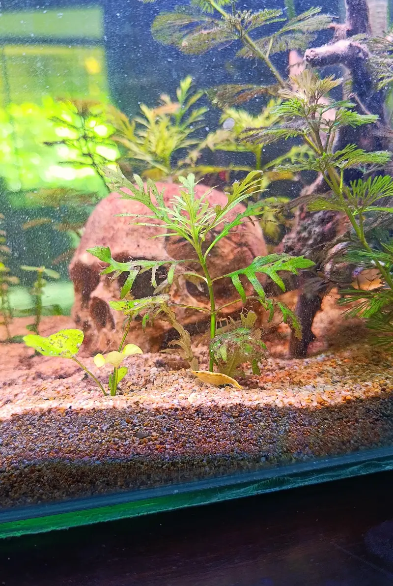 new planted aquarium with shrimp — photo 5