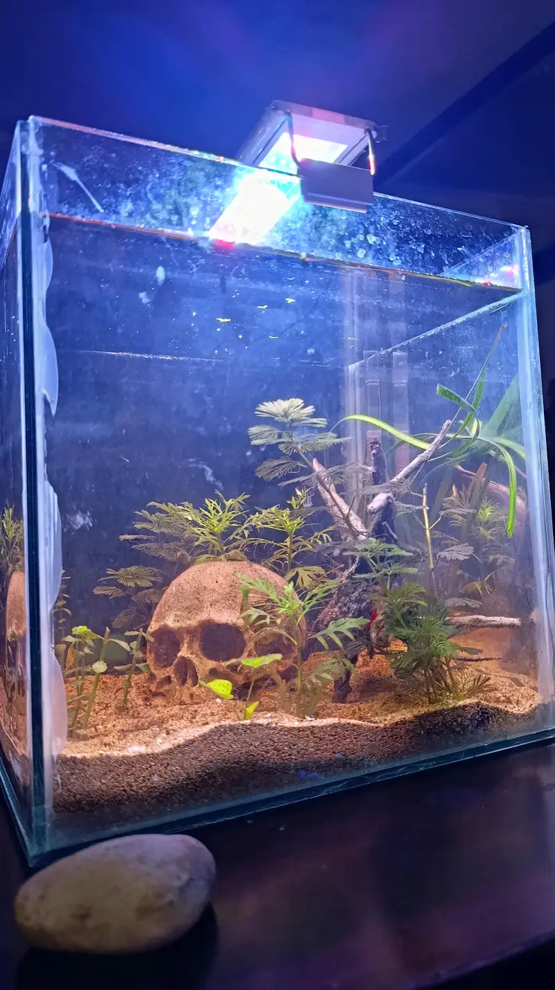 new planted aquarium with shrimp — photo 6