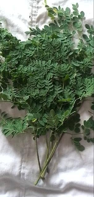 Moringa