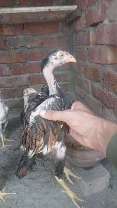 4 aseel chicks