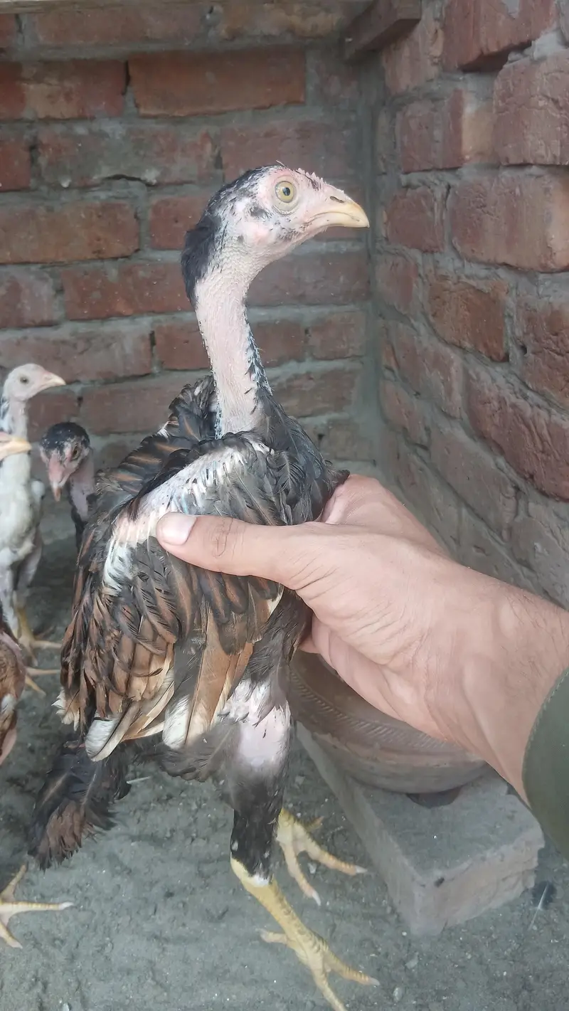 4 aseel chicks — photo 2