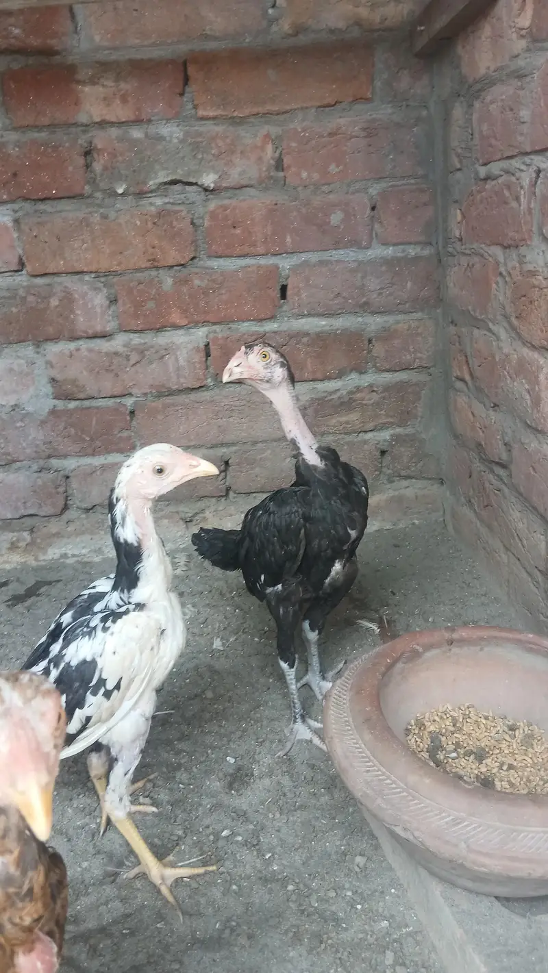 4 aseel chicks — photo 3
