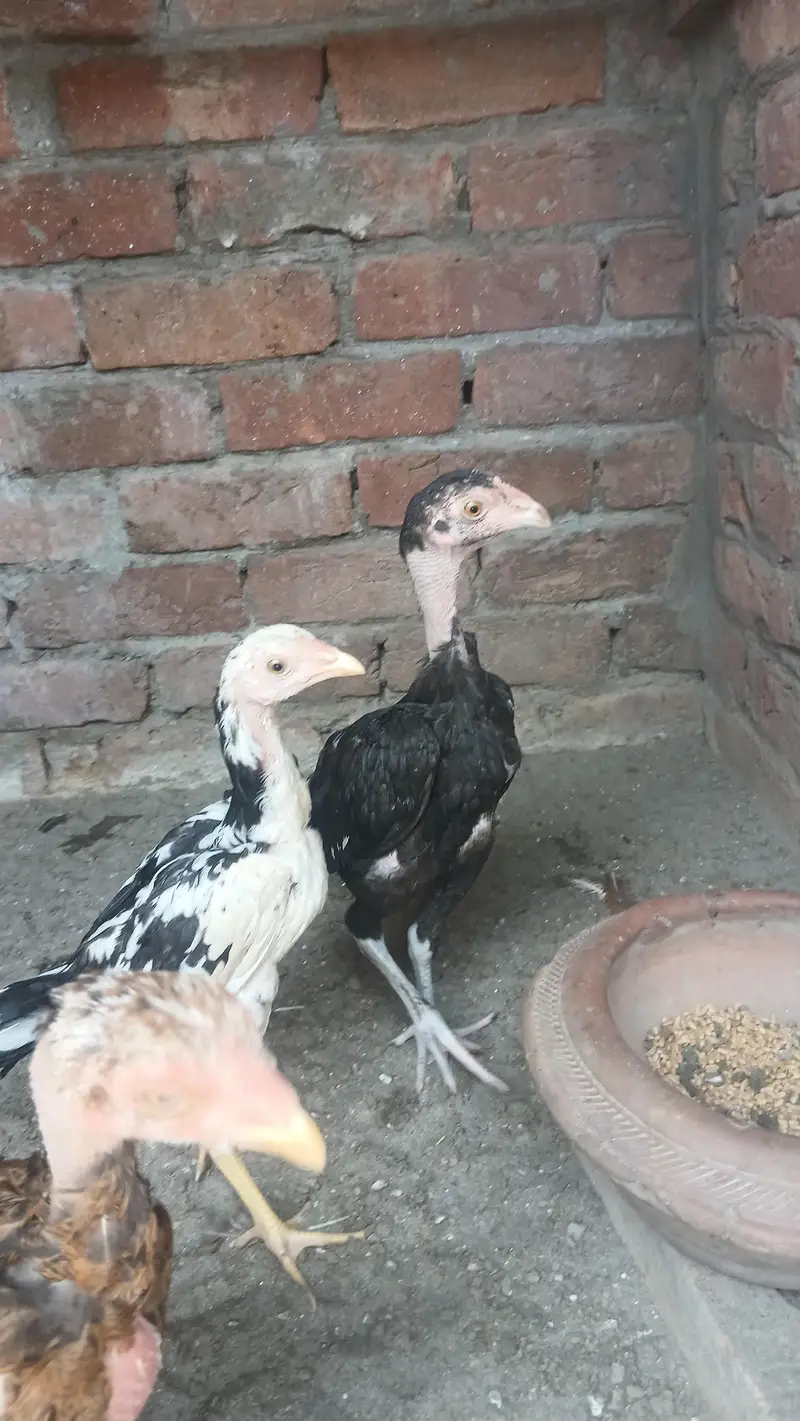 4 aseel chicks — photo 4