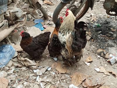 Urgent Sell Cochin Females and Brahma Male