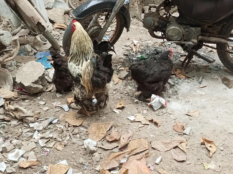 Urgent Sell Cochin Females and Brahma Male — photo 2