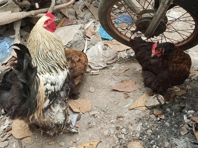Urgent Sell Cochin Females and Brahma Male — photo 4