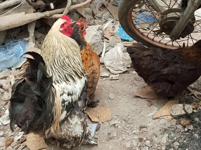 Urgent Sell Cochin Females and Brahma Male — photo 5