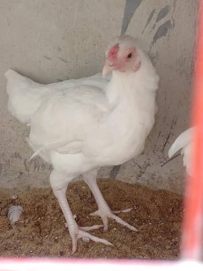 pure aseel breed pair for sale