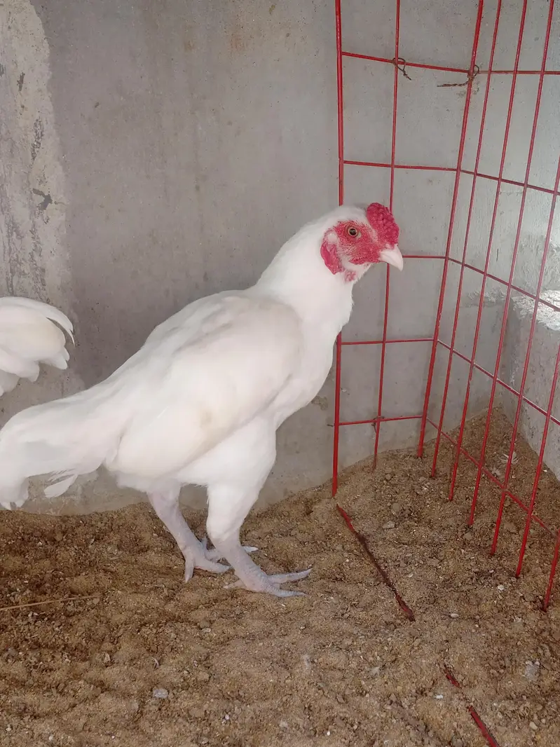pure aseel breed pair for sale — photo 2