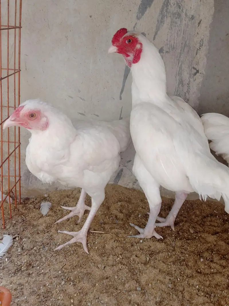 pure aseel breed pair for sale — photo 3
