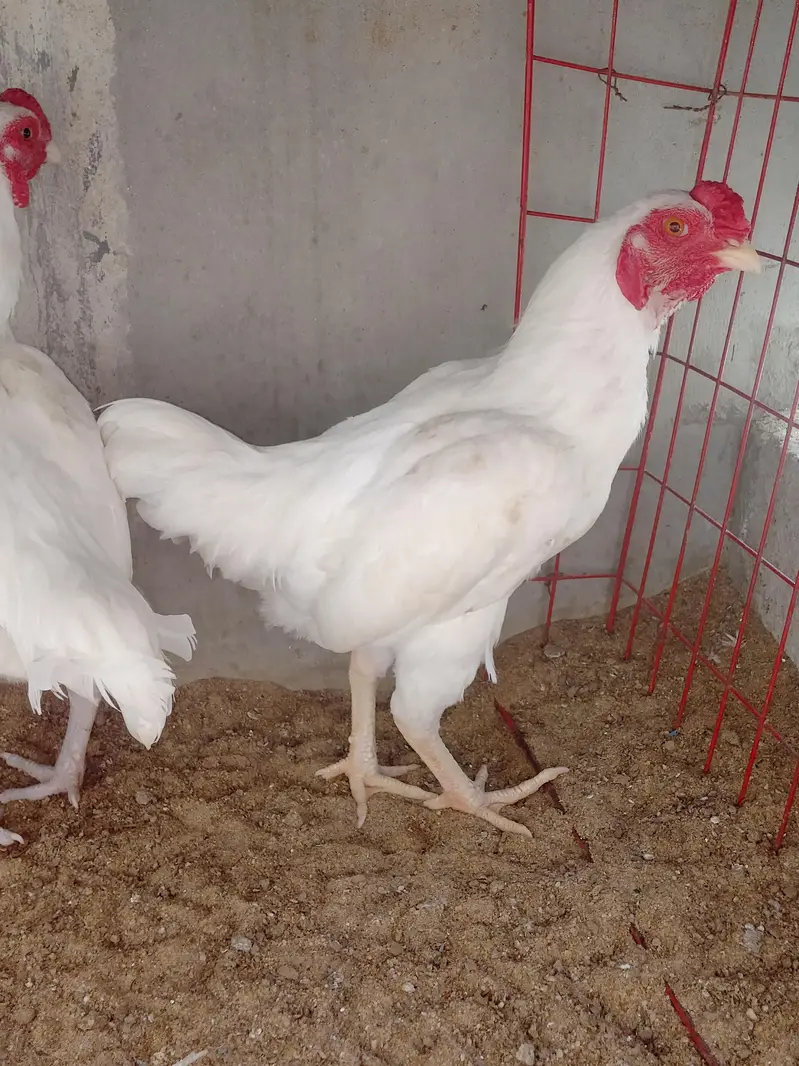 pure aseel breed pair for sale — photo 4