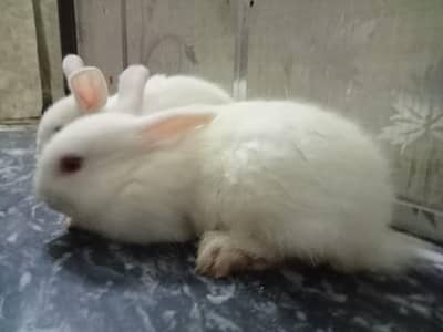 3 month rabbit