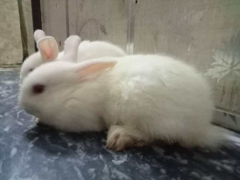 3 month rabbit 0