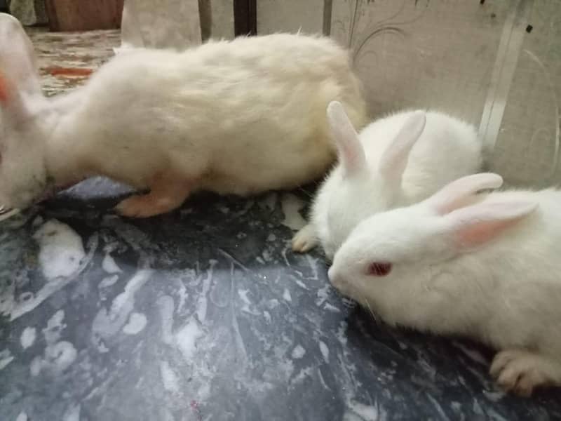 3 month rabbit 1