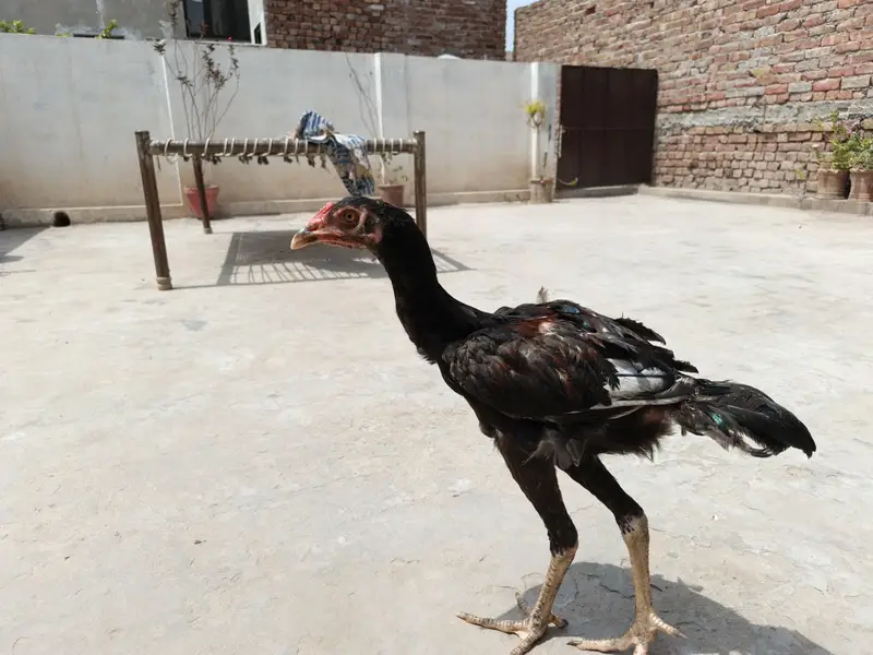 Pure Aseel — photo 3