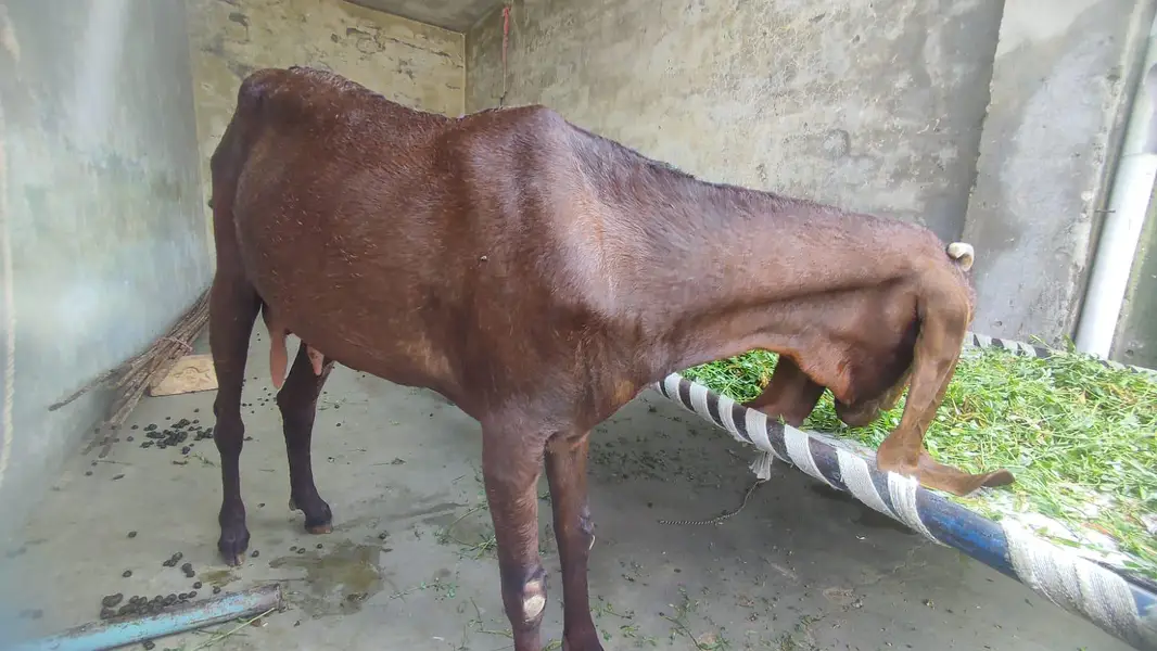2 Beetal goats for sell — photo 8