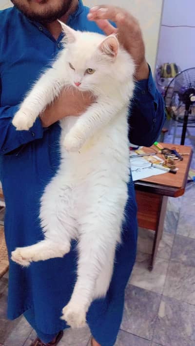 Persian cats tripple coat female available