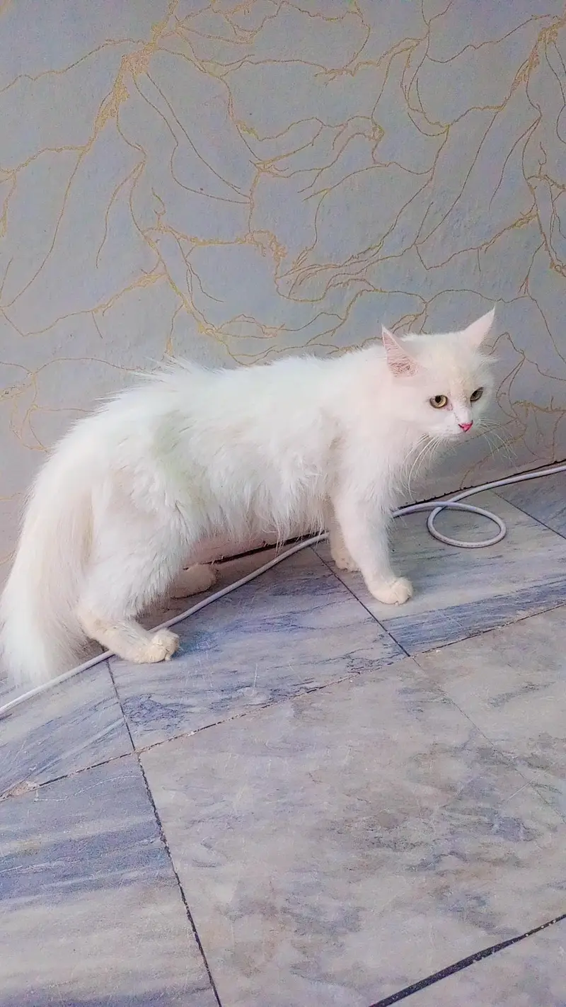 Persian cats tripple coat female available — photo 4