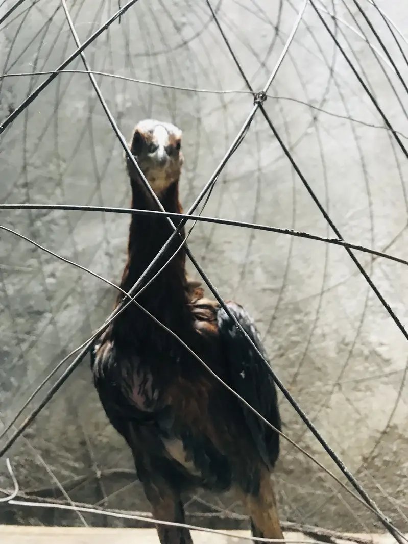 asell dragon — photo 12