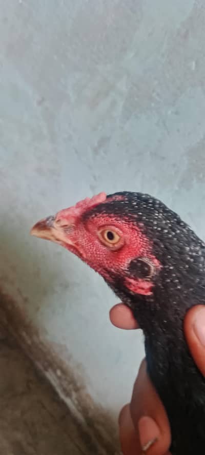 eggs laying hen