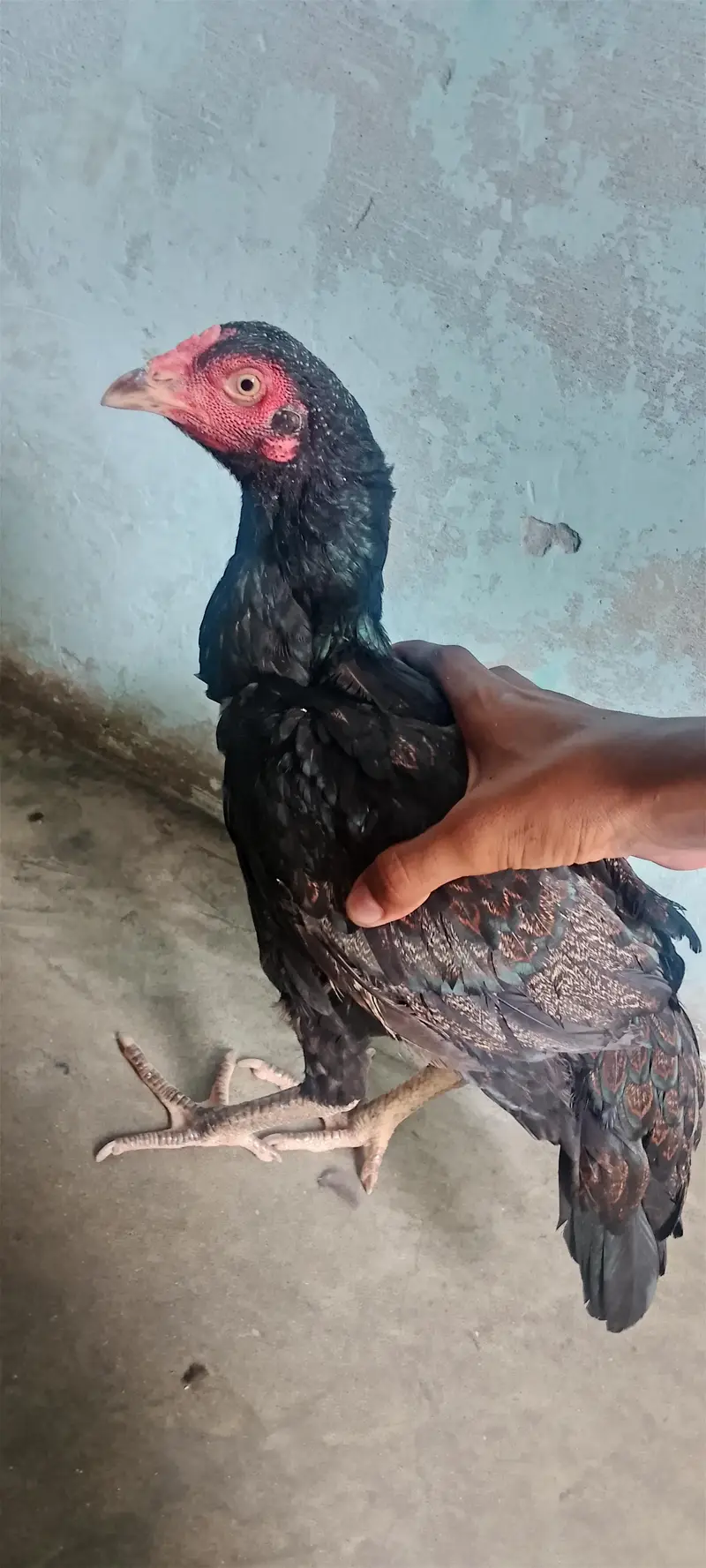 eggs laying hen — photo 2