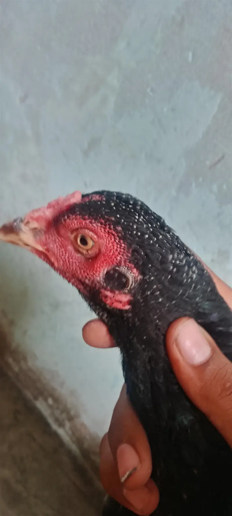 eggs laying hen — photo 3