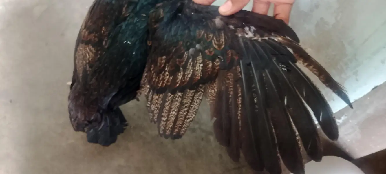 eggs laying hen — photo 4