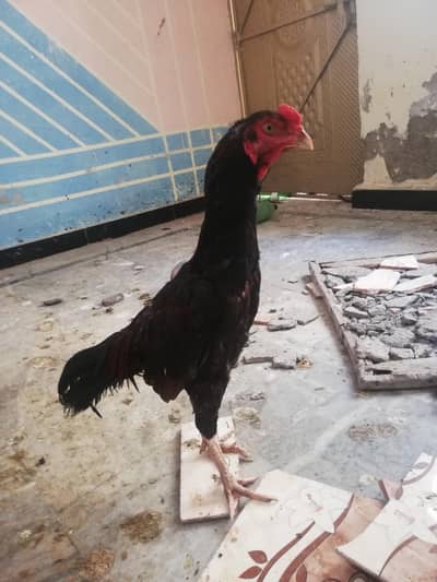 For Sale