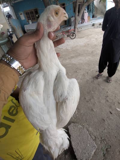 Indian parrot beack aseel longe tale