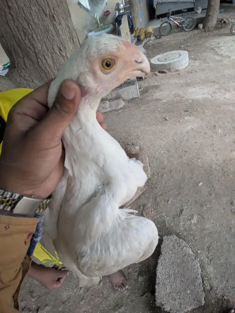 Indian parrot beack aseel longe tale — photo 2
