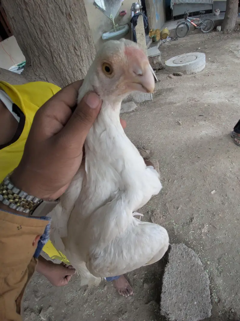 Indian parrot beack aseel longe tale — photo 3