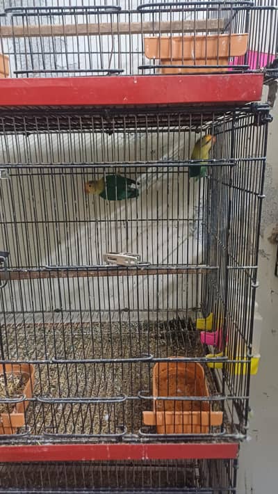 Healthy & Active Pair of Fischer Lovebirds