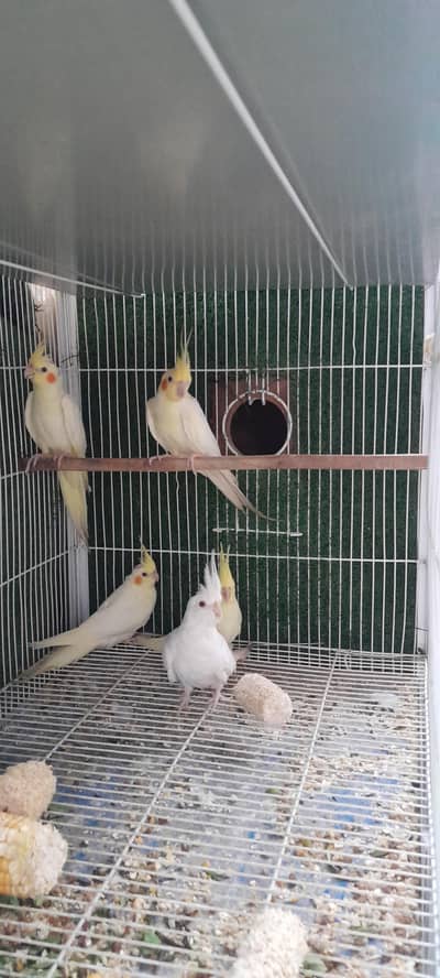 COCTAILS  Home Breed