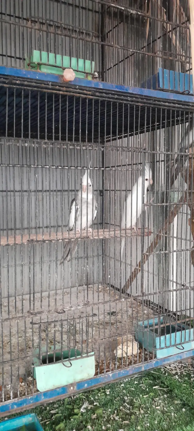 COCTAILS  Home Breed — photo 2