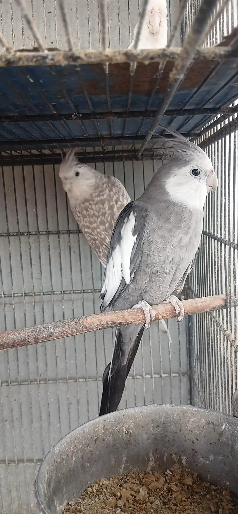 COCTAILS  Home Breed — photo 3