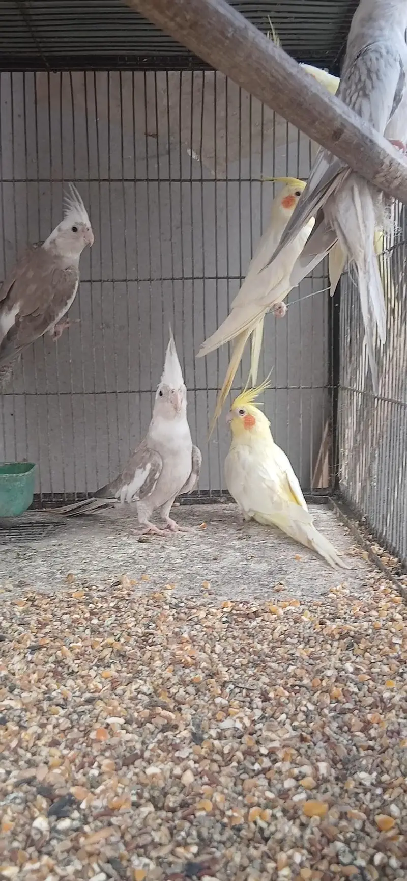 COCTAILS  Home Breed — photo 6