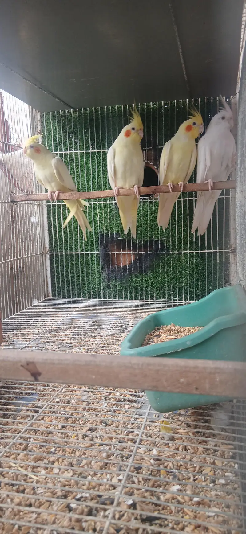COCTAILS  Home Breed — photo 7