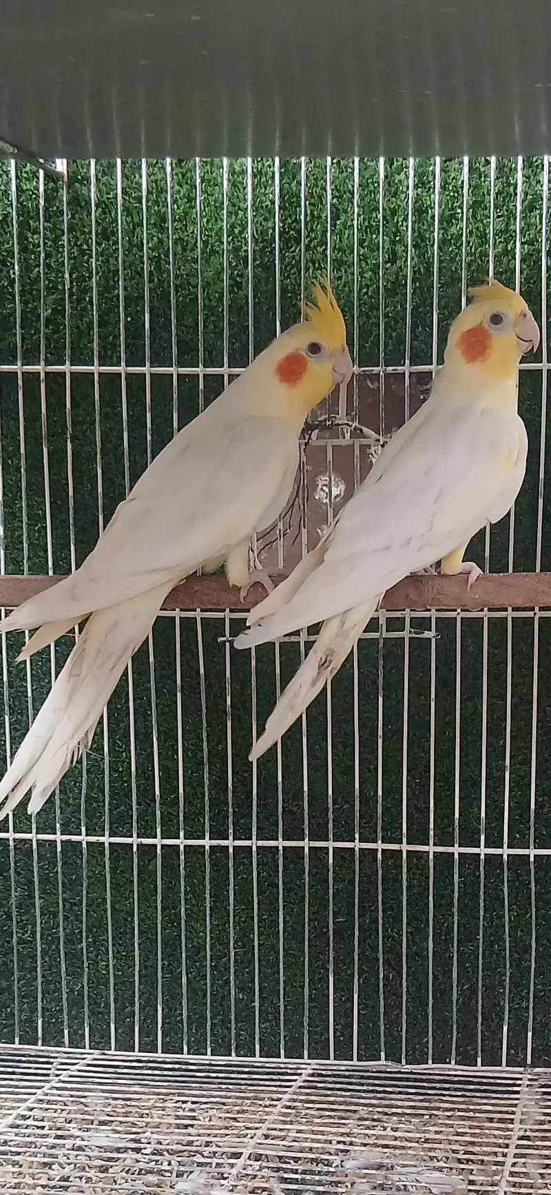 COCTAILS  Home Breed — photo 9