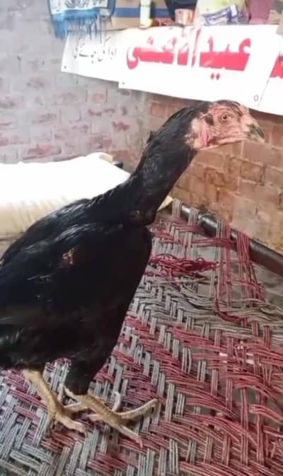 aseel miawali fresh egg laying + dragon murgi