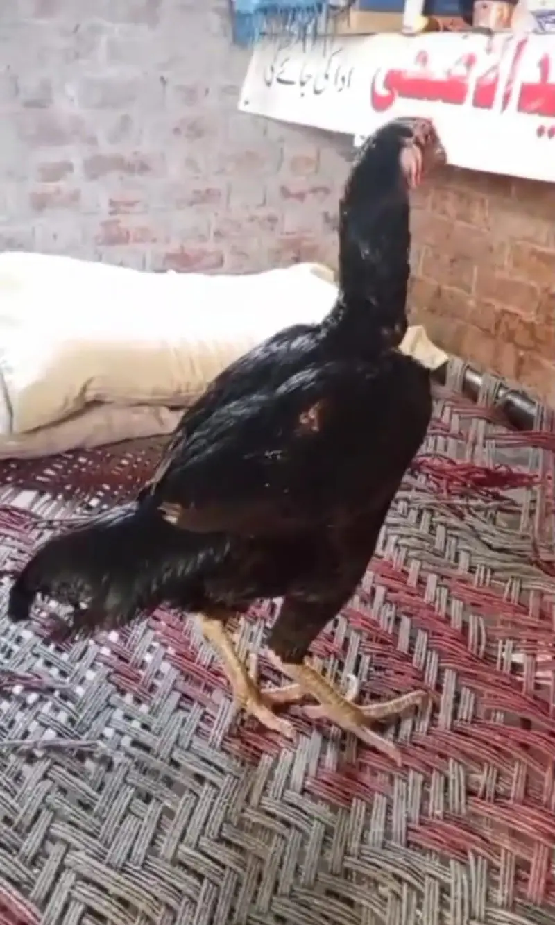 aseel miawali fresh egg laying + dragon murgi — photo 2