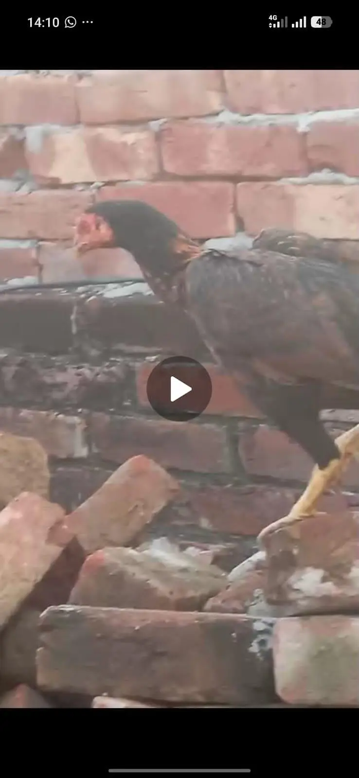 aseel miawali fresh egg laying + dragon murgi — photo 3