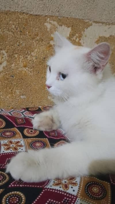 White persian cat with blue eyes